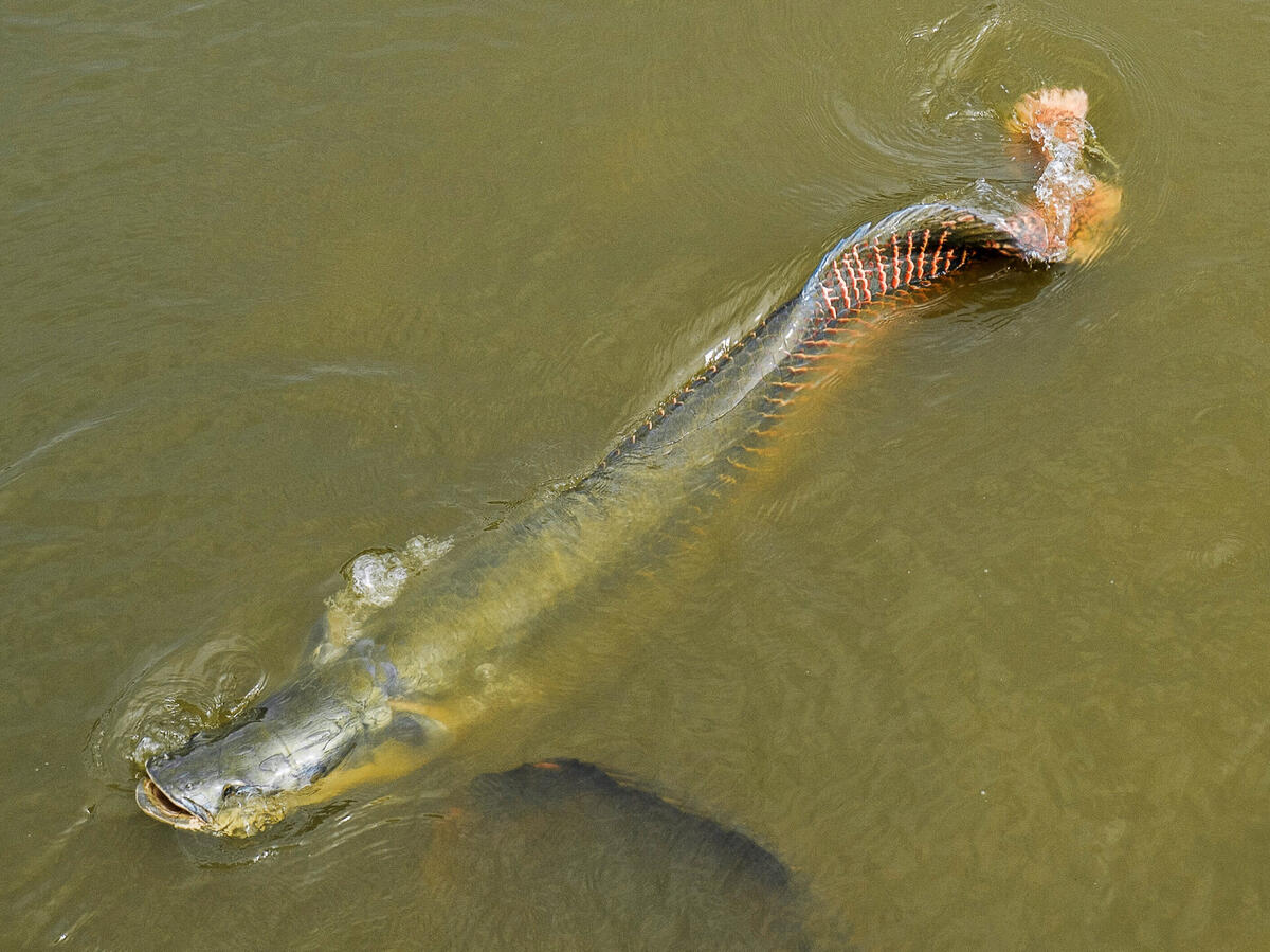 Rewa Village arapaima fishing