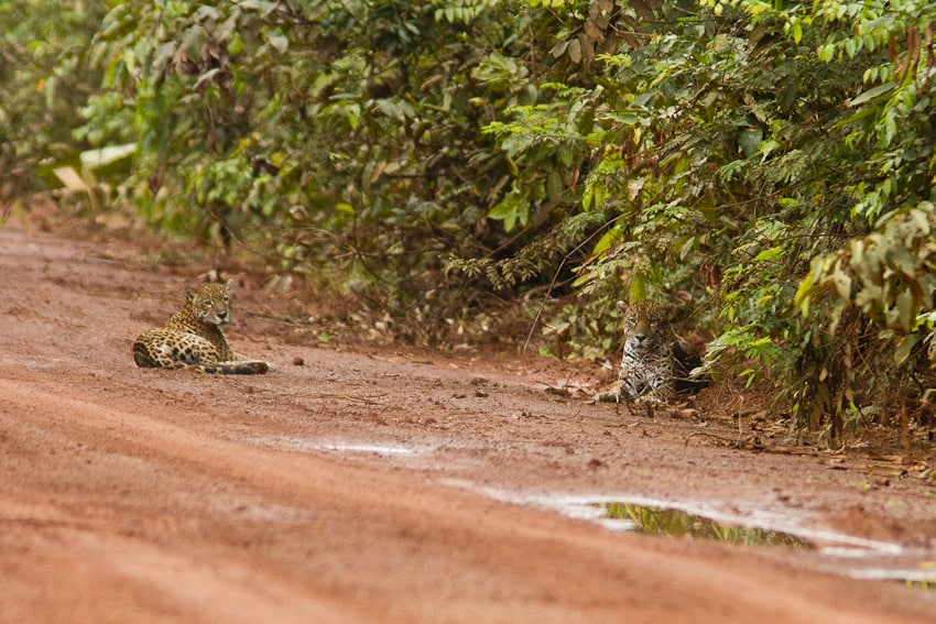 Jaguar prowling through Guyana's Rupununi wilderness