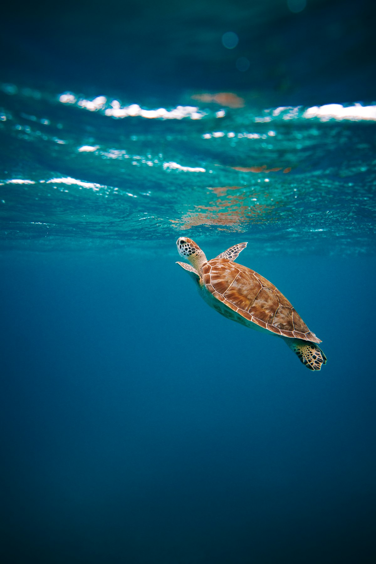 Sea turtle nesting on Shell Beach, Guyana's protected coastline