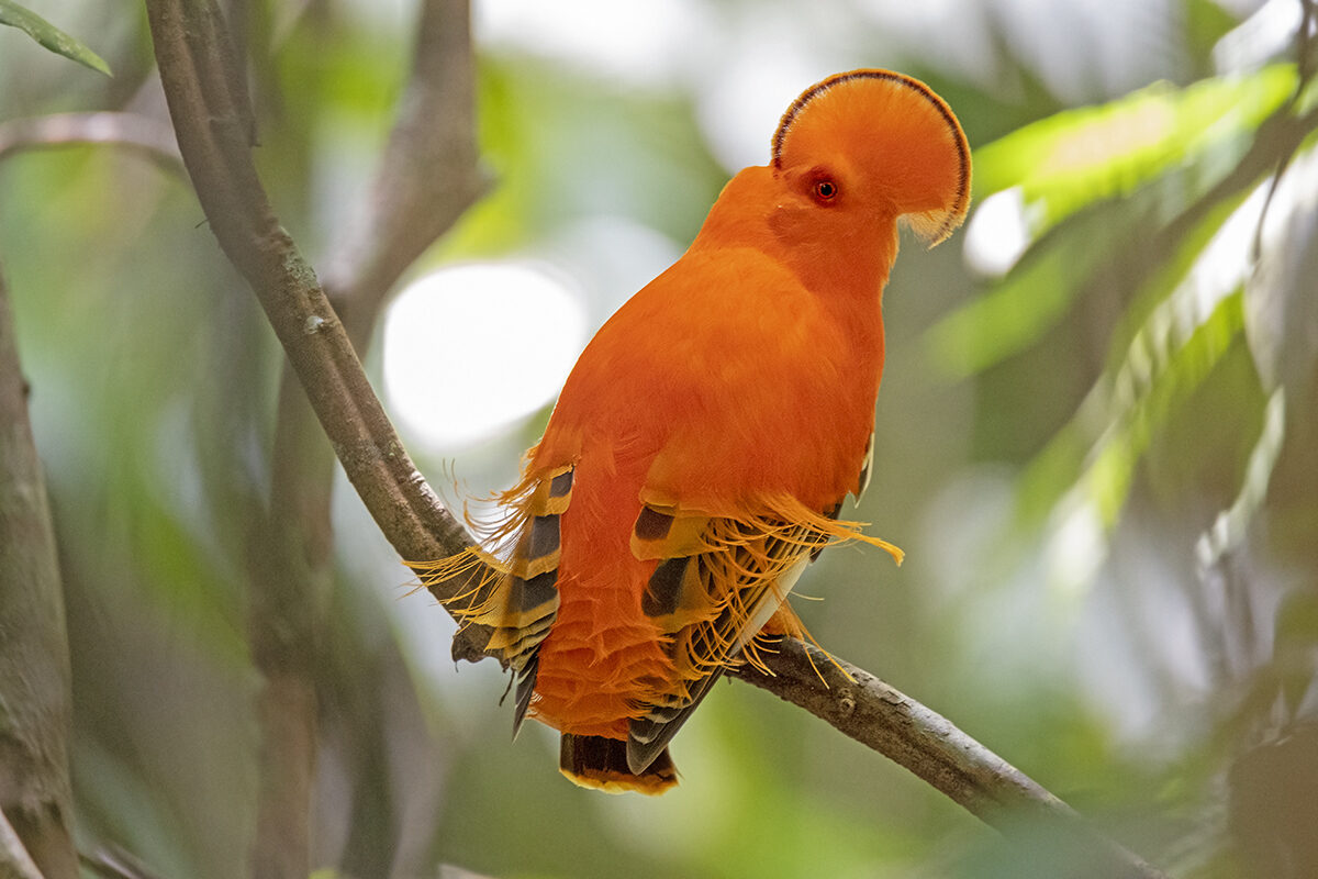 Guianan Cock-of-the-rock - Orange Plumage