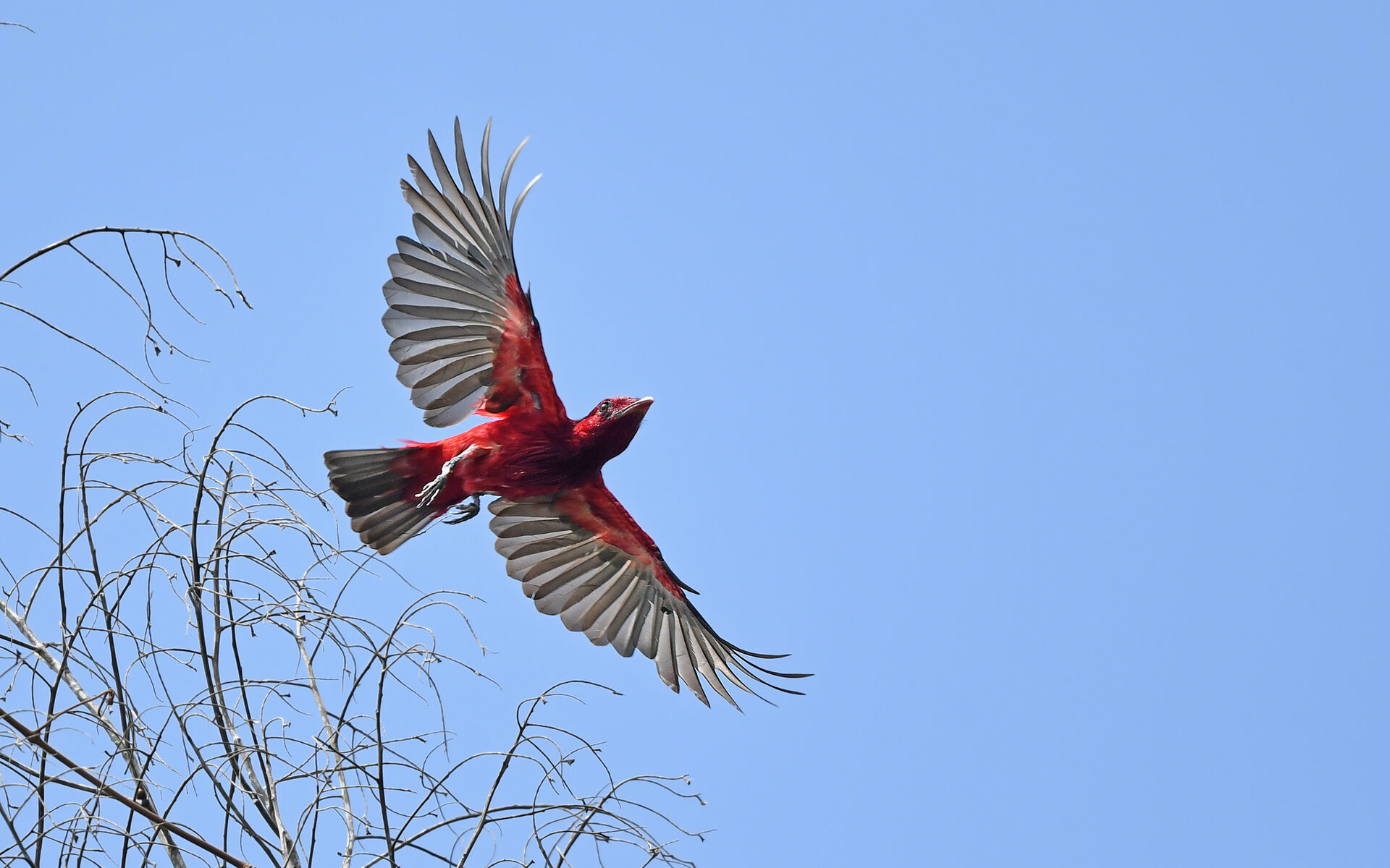 Crimson Fruitcrow - Striking Red Bird