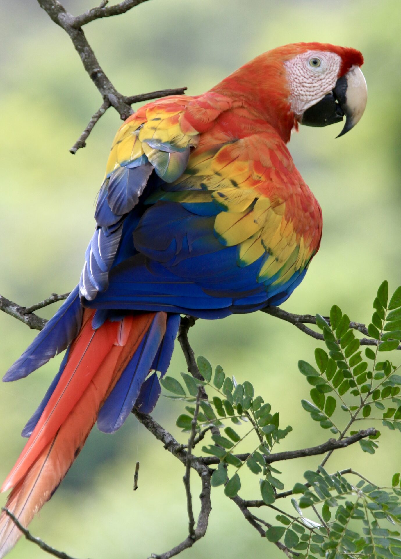 Scarlet Macaw - Colorful Parrot