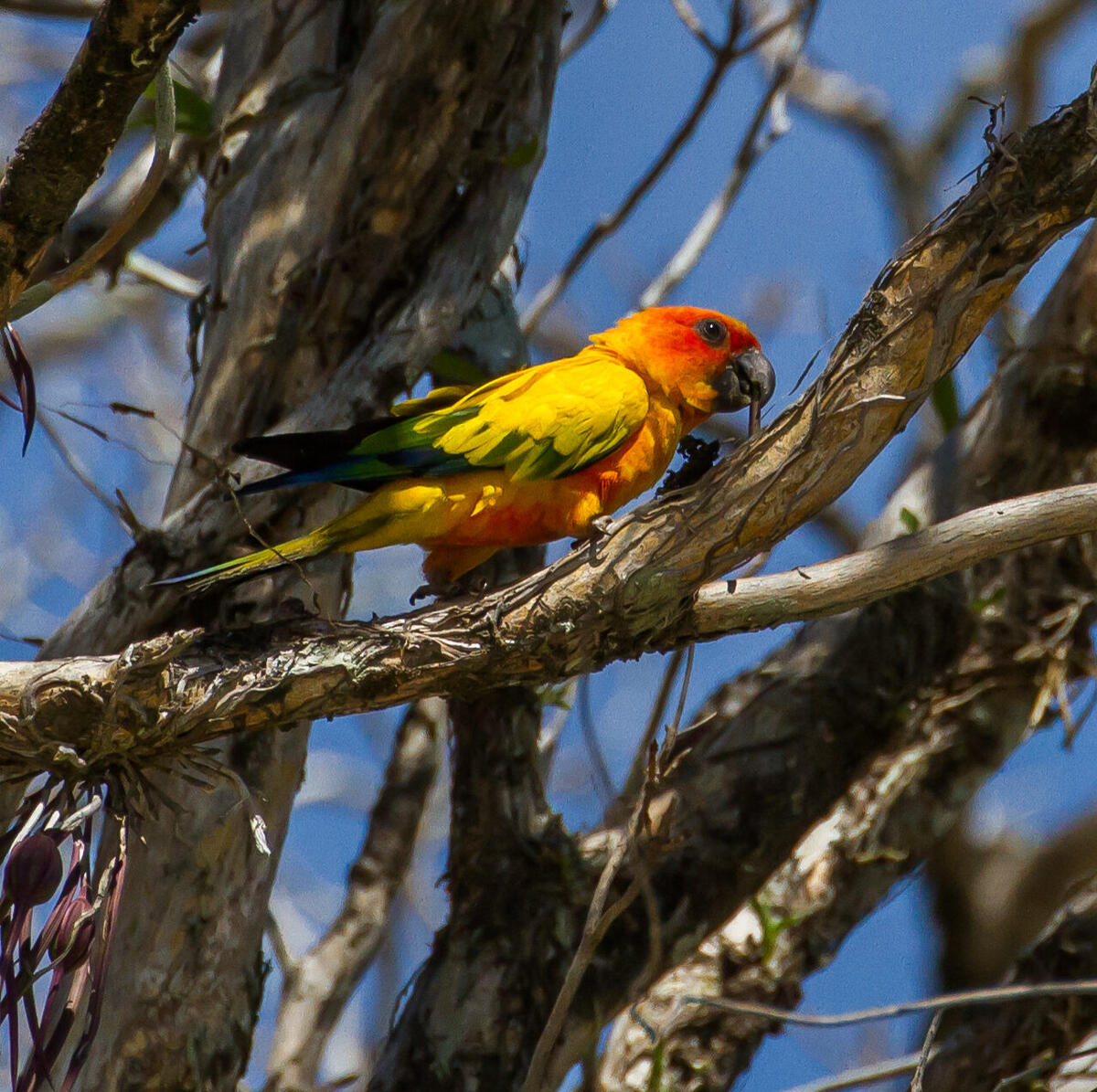 Sun Parakeet - Brightest Bird in Americas